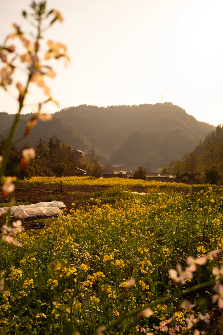 Voigtlander Nokton 35mm f/1.4 II MC lens